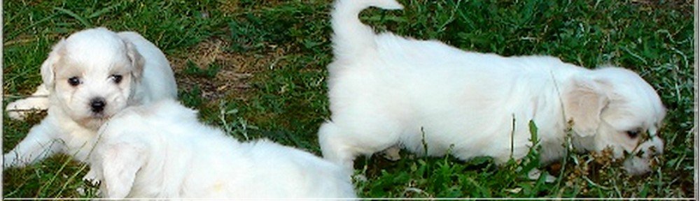 Coton de tulear d'aquitaine – Elevage de coton de tuléar Coton de tulear d'aquitaine – Elevage de coton de tuléar