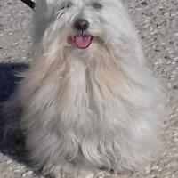 Bonjour à vous deux.Bientôt cinq ans et toujours aussi belle.Nous erpérons que vous allez bien et que vous vendez plein de chiots.A bientôt.Bises à vous deux.