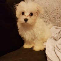 Pleine de joie de vivre , une miss bisous mais pas que car elle fait ces petites dents sur nos pieds ....
En tout cas plein d amour pour cette boule de poil juste adorable ...
Merci pour tous .