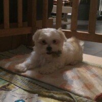 J'ai pris rdv pour le 29/07 pour le rappel et le vaccin de la rage. Mon véto a toute les marques citées dans votre papier de recommandations.
Je trouve qu'elle ne mange pas beaucoup, je remet le 3/8 du doseur qu'une fois par jour. Peut être les chaleurs influent ou bien elle n'est pas encore assez à l'aise pour avoir un bon appétit...?
Elle commence à comprendre le "non" et va faire ses besoins sur le papier journal installé sur le balcon. Lorsque je suis absente longtemps, il y a une dog sitter qui vient lui rendre visite. Txiki commence à s'habituer à la laisse et au harnais.