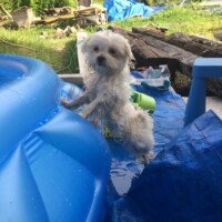 Tout va bien, notre petite Txiki prend ses repères et nous donne plein de joie ! Elle n'est pas du tout peureuse et s'adapte à tout type de situation (resto, parc pour enfant, bruits de machines...).
Elle joue beaucoup avec ma fille, c'est drôle comment les enfants (chien et humain) s'attirent irrésistiblement.