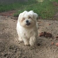 Bonjour,Notre petite Txiki nous ravie chaque jour par sa gentillesse, son intelligence et son goût du jeu et du contact. Elle s'adapte très bien à tout les environnements. Txiki a même sa nounou quand je travaille tard le soir. J'ai repris contact avec une éducatrice canin pour peaufiner son éducation. Elle a des copains chiens qu'elle rencontre régulièrement. Elle me suit partout, le côté mini format c'est pratique ! Enfin, tout va bien et je prévois toujours d'exercer de la médiation par l'animal avec Txiki.
A bientôt pour d'autres nouvelles.