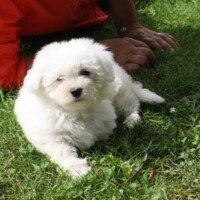 Bonsoir,Merci beaucoup pour tout, nous vous remercions de votre accueil et de votre professionnalisme .Je vais activer le lien sans problème. Je vous joins une petite photo de l'arrivée de Nouchka à la maison, sans difficulté pour elle. Le trajet a été également très sympa, comme si elle avait fait ça déjà ! Pas incommodée du tout..Encore merci et à bientôt pour des nouvelles.Bonne soiréeAlain BOISNEL