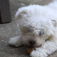 Bonjour, un petit coucou de ma nouvelle maison. Je me porte très bien, j'ai de nombreux amis "chats" et je joue beaucoup avec eux, car ils m'ont adopté rapidement. Je suis passé prof de gym le matin, pour les poules et le canard, mais ils n'ont pas trop l'air d'aimer ma méthode de jogging !
En attendant l'heure de la cloche du repas, je ronge mon bout de bois préféré. Je suis heureuse et mes maîtres aussi.