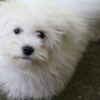 Bonjour, Un petit coucou , pour vous dire que tout va bien. Elle est merveilleuse et très éveillée.Nous en sommes plus que ravis.Photo après son premier vrai bain... suite à une sortie en forêt un peu agitée ! Merci à vous pour Nouchka.