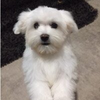 Tout va très bien pour Nooky ; très joueur et affectueux, il nous comble de bonheur.
RDV chez le vétérinaire ok pour le rappel de vaccin et RDV également pour une otite très vite rentrée dans l'ordre.
1er rdv toilettage ok.