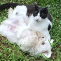 Narcos est un amour. Il est en pleine forme et a trouvé un compagnon de jeu
Les deux ne se quittent plus