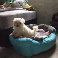 Nooki :Bonjour,Je viens par ce mail vous donner des nouvelles de Nooky, coton de tuléar que nous avons pris chez vous la semaine dernière.
Il va très bien, semble prendre ses petites habitudes dans notre foyer et auprès de nous.
L’acquisition complète de la propreté est toute proche, il n’a pas eu de trouble du transit.Je viens également vers vous car, sauf erreur de ma part, je n’ai pas reçu le mail concernant la couverture mutuelle. En revanche, j’ai bien reçu celui pour le bon de réduction des croquettes.En vous remerciant.Sabine TOURRET