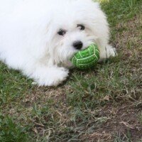 Nouchka et nous , vous transmettons nos meilleurs vœux pour vous et vos proches pour l'année 2018.
Nouchka a bien grandi , elle est devenue une chienne admirable, tendre, intelligente et un peu cabotine pour notre grand plaisir.Nous l'adorons. Merci a vous et à votre élevage. Bonne continuation dans votre travail pour notre grand plaisir, et à celui de futurs maîtres.
Amicalement.