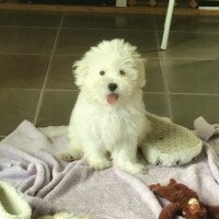 Bonjour Sybille, voici ci joint quelques photos du petit Billy qui se porte très bien et qui enchante notre quotidien !
Cordialement,Inès et Maguy