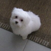 bonjour, Juste pour vous donner des nouvelles de notre petit amour qui se porte à merveille et qui
a bien grandi, elle aura 4 mois ce samedi.
C’est vraiment un amour de petite boule de poils, elle est très joueuse , très câline et très gentille.
Je vous informe aussi que le dernier chèque a bien été encaissé.
Je vous souhaite à vous et votre mari une très bonne année 2019
Mme CHANTALOUX