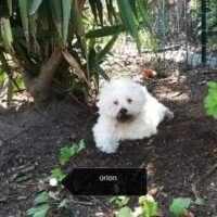 Coucou, je vais bien. J'ai vu le vétérinaire le 28/08 qui m'a fait mes rappels et le vaccin contre la rage également (comme ça je peux aller en Espagne avec Maman, Amatxi et Tatie). Je commence à vouloir lever la patte pour faire pipi mais je ne suis pas encore très stable. Je suis coiffé tous les jours. Je suis gâté-pourri mais je suis grondé aussi. Orion.