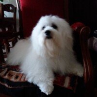 Coucou Sybille,
J'ai 1 an aujourd'hui, je me porte bien, un peu trop trouve "Maman" pourtant elle fait attention mais je prend du poids.
Je vais voir mon vétérinaire demain pour le rappel du pyrodog, et elle va lui en parler.
Pour l'instant, il m'a trouvé très bien.
J'aimerais que mes photos soient affichées dans le "livre d'or" de l'élevage.
Nombreuses léchouilles, Orion Orion appartenant à mme Hiriart Hélene