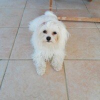 Bonjour Sybille
Je vous envoie deux photos olia elle a 1 an et se porte bien.
Désolée de ne pas avoir donner de ces nouvelles
Cordialement
Mme lisi olia 1 an