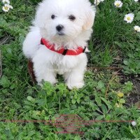 bonjour, Perle se porte très bien, faits ses besoins dehors. Mange très bien.
Voici quelques photos, Amicalement,
Maria Berges Bordeaux Perle chiot coton de tulear