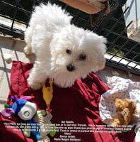 Mars2020: BSR Sybille, voici Perle qui joue sur le balcon, pendant que je lis sur mon transat. Vue la semaine derniere par mon vétérinaire, tout est OK, elle a pris 600 g . Elle fait ses besoins au parc et presque plus de pipi à l'interieur, même a nuit, je la descend à 6h30 et elle fait. C'est un amour et surtout trés joyeuse et hyper caline. Merci, bonne soirée! Mme Maria Berges de Merignac