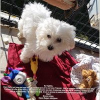 Mars2020: BSR Sybille, voici Perle qui joue sur le balcon, pendant que je lis sur mon transat. Vue la semaine derniere par mon vétérinaire, tout est OK, elle a pris 600 g . Elle fait ses besoins au parc et presque plus de pipi à l'interieur, même a nuit, je la descend à 6h30 et elle fait. C'est un amour et surtout trés joyeuse et hyper caline. Merci, bonne soirée! Mme Maria Berges de Merignac