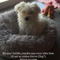 bonjour Sybille, j'espere que vous allez bien. Lili est en pleine forme (2,7 kg). Bonne journée, Marie-Caroline Pereira bonjour Sybille, j'espere que vous allez bien. Lili est en pleine forme (2,7 kg). Bonne journée, Marie-Caroline Pereira