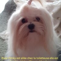 Bsoir Pinky est allée chez la toileteuse, elle est adorable et tres caline, quel bonheur !! M et Me Caron Bsoir Pinky est allée chez la toileteuse, elle est adorable et tres caline, quel bonheur !! M et Me Caron