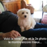 bonjour, j'espere que vous allez bien ? Je vs envois des photos de Roxie qui va tres bien. Elle est tres caline, joueuse et adorable..... on en est dingue avec mon mari! On est heureux de pouvoir faire un long chemin en sa compagnie. Merci encore pour cette petite chienne qui fait notre bonheur. Cordialement Françoise Castille bonjour, j'espere que vous allez bien ? Je vs envois des photos de Roxie qui va tres bien. Elle est tres caline, joueuse et adorable..... on en est dingue avec mon mari! On est heureux de pouvoir faire un long chemin en sa compagnie. Merci encore pour cette petite chienne qui fait notre bonheur. Cordialement Françoise Castille