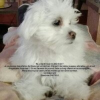 bonjour, j'espere que vous allez bien ? Je vs envois des photos de Roxie qui va tres bien. Elle est tres caline, joueuse et adorable..... on en est dingue avec mon mari! On est heureux de pouvoir faire un long chemin en sa compagnie. Merci encore pour cette petite chienne qui fait notre bonheur. Cordialement Françoise Castille bonjour, j'espere que vous allez bien ? Je vs envois des photos de Roxie qui va tres bien. Elle est tres caline, joueuse et adorable..... on en est dingue avec mon mari! On est heureux de pouvoir faire un long chemin en sa compagnie. Merci encore pour cette petite chienne qui fait notre bonheur. Cordialement Françoise Castille