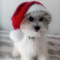 bonsoir, nous vous adressons tous nos voeux pour cette nouvelle année. Rio est parfaitement integré à notre famille et nous remplie de joie. Bonne soirée, Mme Jondeau bonsoir, nous vous adressons tous nos voeux pour cette nouvelle année. Rio est parfaitement integré à notre famille et nous remplie de joie. Bonne soirée, Mme Jondeau