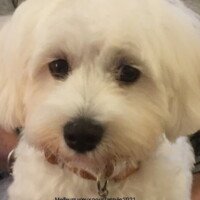 Meilleurs voeux pour l'année 2021. Une photo de Romy, la reine des bétises et de la gourmandise, un peu lourde à l'avis de tous. Sincerement Annick et thierry Froger Meilleurs voeux pour l'année 2021. Une photo de Romy, la reine des bétises et de la gourmandise, un peu lourde à l'avis de tous. Sincerement Annick et thierry Froger