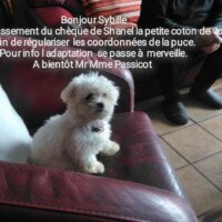 Je confirme l'encaissement du cheque de shanel la petite coton de votre élevage afin de régulariser les coordonnées de la puce. Pour info l'adaptation se passe à merveille. A bientôt, M et Mme Passicot Je confirme l'encaissement du cheque de shanel la petite coton de votre élevage afin de régulariser les coordonnées de la puce. Pour info l'adaptation se passe à merveille. A bientôt, M et Mme Passicot