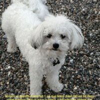 Bonjour, aujourd hui cela fait 1 an que notre chien Rio est né dans votre élevage. Tout va pour le mieux, il est trés bien integré, joueur, calin mais trés calin. Voici sa frimousse, bien à vous M Jondeau Bonjour, aujourd hui cela fait 1 an que notre chien Rio est né dans votre élevage. Tout va pour le mieux, il est trés bien integré, joueur, calin mais trés calin. Voici sa frimousse, bien à vous M Jondeau