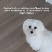 Bonjour Sybille un petit coucou de Shanel qui aura bientôt 6 mois et qui est heureuse dans ma famille du pays basque. Bonjour Sybille un petit coucou de Shanel qui aura bientôt 6 mois et qui est heureuse dans ma famille du pays basque.