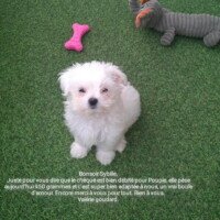 Bonsoir Sybille, juste pour vous dire que le cheque est bien débité pour Poupie. Elle pése aujourd hui 950 g et s'est tres bien adaptée à nous. Un vrai boule d'amour. Encore merci à vous pour tout. Bien à vous Valerie Goudard Bonsoir Sybille, juste pour vous dire que le cheque est bien débité pour Poupie. Elle pése aujourd hui 950 g et s'est tres bien adaptée à nous. Un vrai boule d'amour. Encore merci à vous pour tout. Bien à vous Valerie Goudard