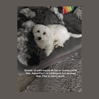 Un petit coucou de Pau ou Snowly profite bien. Aujourd hui premier toilettage et tout se passe bien. C'est un brave pépère Un petit coucou de Pau ou Snowly profite bien. Aujourd hui premier toilettage et tout se passe bien. C'est un brave pépère