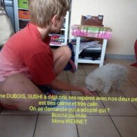 Bonjour madame Dubois Sushi a déjà pris ses repères avec nos deux petits enfants, il est trés calme et trés calin. On se demande qui a adopté qui ? Bonne journée, Mme Wernet Bonjour madame Dubois Sushi a déjà pris ses repères avec nos deux petits enfants, il est trés calme et trés calin. On se demande qui a adopté qui ? Bonne journée, Mme Wernet