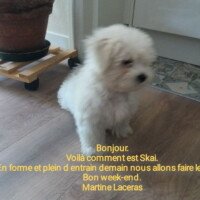 Septembre 2021: Voila comment est Skai. En forme et plein d'entrain, demain nous allons faire le rappel. Bon week end. Martine Laceras Septembre 2021: Voila comment est Skai. En forme et plein d'entrain, demain nous allons faire le rappel. Bon week end. Martine Laceras