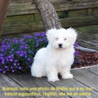 Octobre 2021: bonjour, voici une photo de Wallis qui a eu son vaccin aujourd hui 1kg 900. Elle est en pleine forme. Bonne soirée Octobre 2021: bonjour, voici une photo de Wallis qui a eu son vaccin aujourd hui 1kg 900. Elle est en pleine forme. Bonne soirée