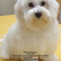 Decembre 2021: Voici ma prinscesse 5mois 4kls avec beaucoup de caractére pas facile à toiletter. Joyeux Noel!!! Mme Alsumard// Sybelle Decembre 2021: Voici ma prinscesse 5mois 4kls avec beaucoup de caractére pas facile à toiletter. Joyeux Noel!!! Mme Alsumard// Sybelle