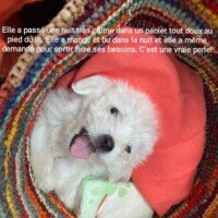 Elle a passé une nuit très calme dans un panier tout doux et au pied du lit, elle a mangé et bu dans la nuit et a même demandé pour faire ses besoins. C'est une vrai perle Elle a passé une nuit très calme dans un panier tout doux et au pied du lit, elle a mangé et bu dans la nuit et a même demandé pour faire ses besoins. C'est une vrai perle