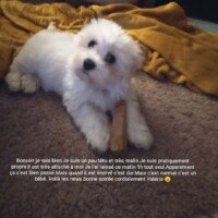 bonjour, je vais bien, je suis un peu tétu et trés malin. Je suis déjà pratiquement propre. Il est trés attaché à moi, je l'ai laissé seul ce matin, ca c'est bien passé, mais quand il est énervé c'est dure mais c'est normal c'est un bébé. Voila les news, bonne soirée bonjour, je vais bien, je suis un peu tétu et trés malin. Je suis déjà pratiquement propre. Il est trés attaché à moi, je l'ai laissé seul ce matin, ca c'est bien passé, mais quand il est énervé c'est dure mais c'est normal c'est un bébé. Voila les news, bonne soirée