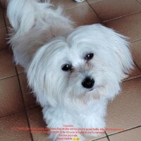 Coucou Sybille, j'ai fait mon premier toilettage samedi matin. Tout c'est bien passé. C'est un p'tit têtu. Il adore l'océan. Bonne soirée Valérie Coucou Sybille, j'ai fait mon premier toilettage samedi matin. Tout c'est bien passé. C'est un p'tit têtu. Il adore l'océan. Bonne soirée Valérie