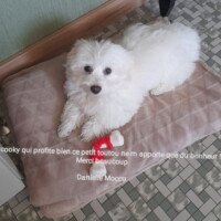 Voici Cooky qui profite bien. Ce petit toutou ne m'apporte que du bonheur ! Merci beaucoup Danielle Mocco Voici Cooky qui profite bien. Ce petit toutou ne m'apporte que du bonheur ! Merci beaucoup Danielle Mocco