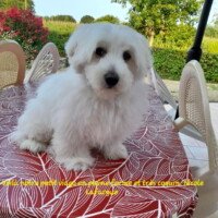 Voila notre petit Viago en pleine forme et très coquin. Nicole Lafargue Voila notre petit Viago en pleine forme et très coquin. Nicole Lafargue