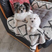 Mai 2025: Bonjour Sybille,
J’espère que vous allez bien
Ambroise se fait vacciner lundi …Il est très coquin ..
Pouvez-Vous me renvoyer le document que vous m’avez envoyé la semaine dernière dernière , car j’ai voulu le transférer dans Note , malheureusement j’ai tout perdu . ..
En vous remerciant
Bon Week-end
Valérie Gorguet Mai 2025: Bonjour Sybille, J’espère que vous allez bien Ambroise se fait vacciner lundi …Il est très coquin .. Pouvez-Vous me renvoyer le document que vous m’avez envoyé la semaine dernière dernière , car j’ai voulu le transférer dans Note , malheureusement j’ai tout perdu . .. En vous remerciant Bon Week-end Valérie Gorguet