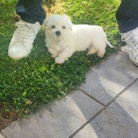 Avril 2025: Bonjour Avril a passé une bonne nuit. Il nous suit partout et ce matin au réveil il nous a fait la fête. Par contre je me suis trompé en achetant les croquettes Royal canin mini et non puppy medium. Merci de me dire si je peux continuer. Avril 2025: Bonjour Avril a passé une bonne nuit. Il nous suit partout et ce matin au réveil il nous a fait la fête. Par contre je me suis trompé en achetant les croquettes Royal canin mini et non puppy medium. Merci de me dire si je peux continuer.