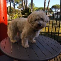 Octobre 2025: Bonjour Sybille, c est Antso 8 mois et 6.250 kg, beaucoup de ballade et je suis en pleine forme. Tout va bien pour moi, j espère que vous aussi. Peut être qu’un jour je viendrais vous rendre visite, alors à bientôt. M Darlay. Octobre 2025: Bonjour Sybille, c est Antso 8 mois et 6.250 kg, beaucoup de ballade et je suis en pleine forme. Tout va bien pour moi, j espère que vous aussi. Peut être qu’un jour je viendrais vous rendre visite, alors à bientôt. M Darlay.