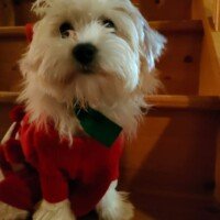 Décembre 2024: Coucou c'est moi Meggy, j'ai pris la pose avec de drôle d'habits. Bonne fête de fin d'année, Mme Waroquet Décembre 2024: Coucou c'est moi Meggy, j'ai pris la pose avec de drôle d'habits. Bonne fête de fin d'année, Mme Waroquet