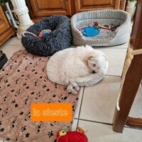 Octobre 2024: Bonsoir tout va bien, cheri est à 100 à l’heure, il nous apporte beaucoup de bonheur. Le vétérinaire a fait son rappel , il est joueur et câlin que de joie sans regret. Bonne soirée, cordialement Octobre 2024: Bonsoir tout va bien, cheri est à 100 à l’heure, il nous apporte beaucoup de bonheur. Le vétérinaire a fait son rappel , il est joueur et câlin que de joie sans regret. Bonne soirée, cordialement