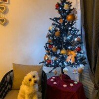 Janvier 2025: Coucou Sybille je vous envois des photos d Ulhan, là il avait encore son poil long. Je vous envois la suite un peu plus court Janvier 2025: Coucou Sybille je vous envois des photos d Ulhan, là il avait encore son poil long. Je vous envois la suite un peu plus court