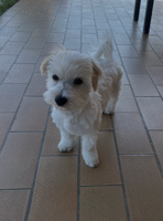 Juin 2025: Bonjour voici Pablo à 4mois et demi. Trés joueur et trés affectueux et pas toujours obeissant. Cordialement, Sylvie de Iranzo Juin 2025: Bonjour voici Pablo à 4mois et demi. Trés joueur et trés affectueux et pas toujours obeissant. Cordialement, Sylvie de Iranzo