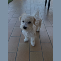 Juin 2025: Bonjour voici Pablo à 4mois et demi. Trés joueur et trés affectueux et pas toujours obeissant. Cordialement, Sylvie de Iranzo Juin 2025: Bonjour voici Pablo à 4mois et demi. Trés joueur et trés affectueux et pas toujours obeissant. Cordialement, Sylvie de Iranzo