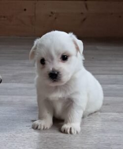 Male coton de tuléar disponible mi Novembre 2024 prix 1300 euros Male coton de tuléar disponible mi Novembre 2024 prix 1300 euros